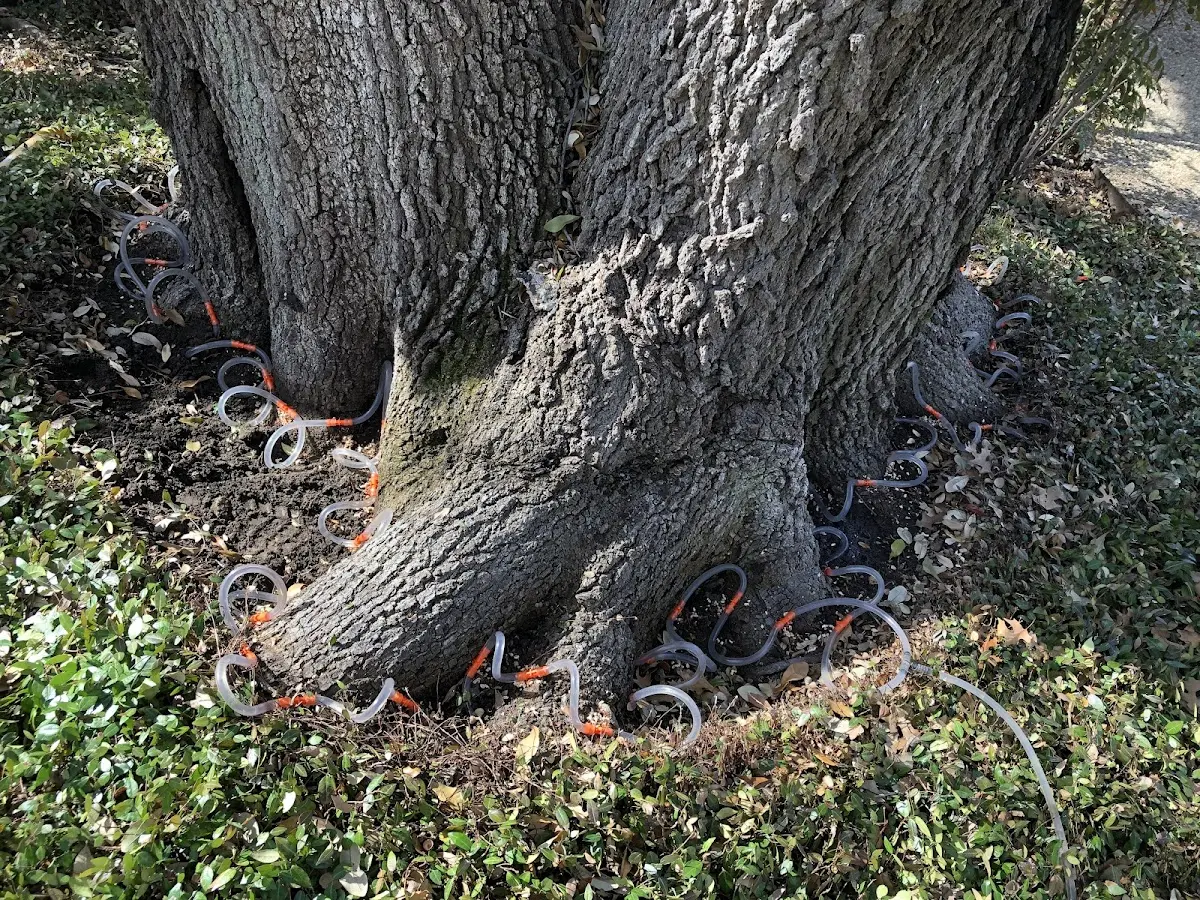 Detailed Tree Cabling and Bracing job site in Atglen